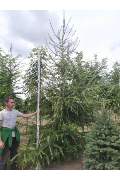 Модрина європейська 